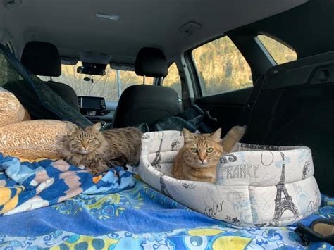 traveling with cats across country.